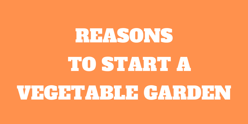 Reasons to Start a Vegetable Garden