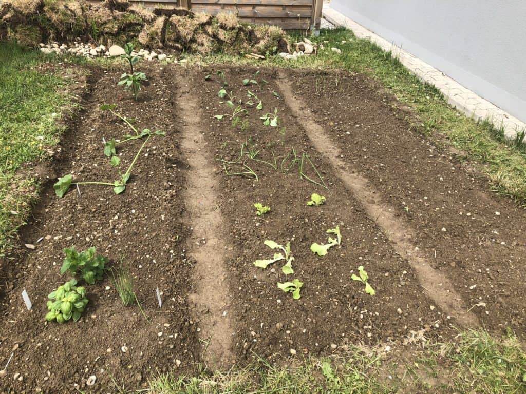 Our garden after planting