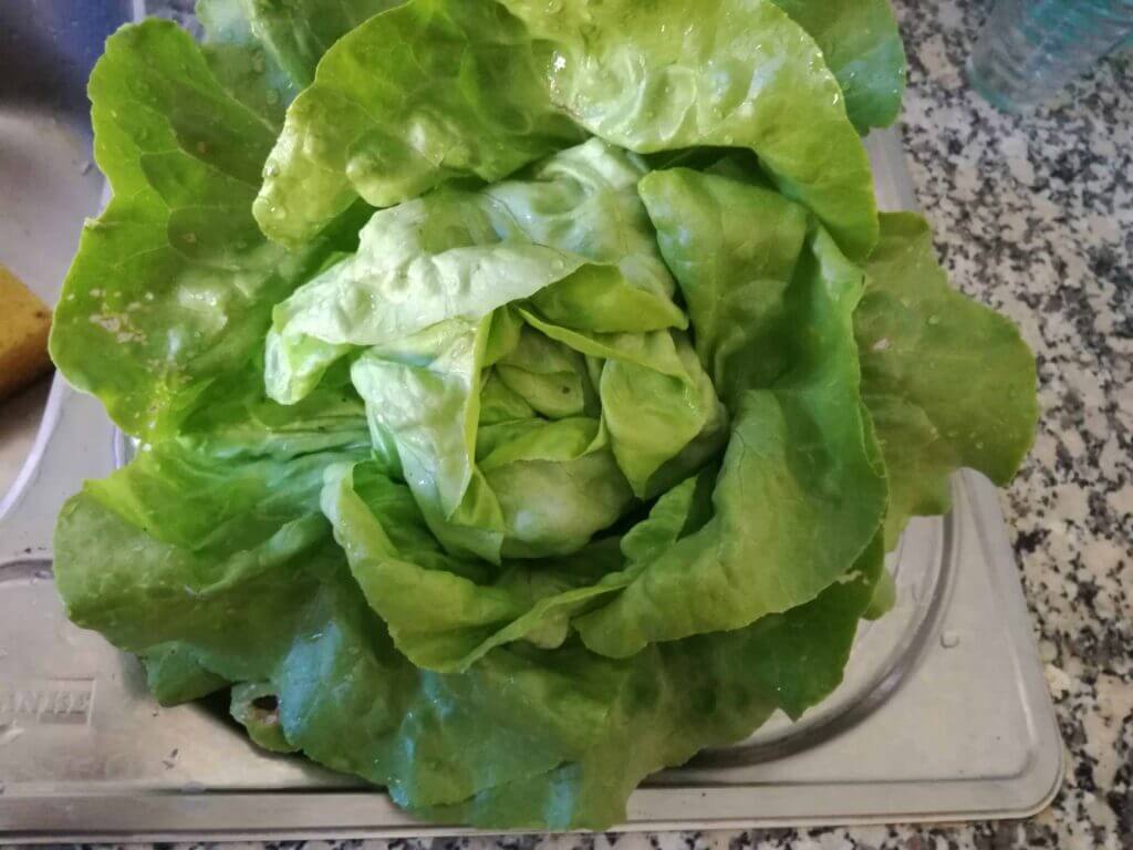 Our first salad from our garden