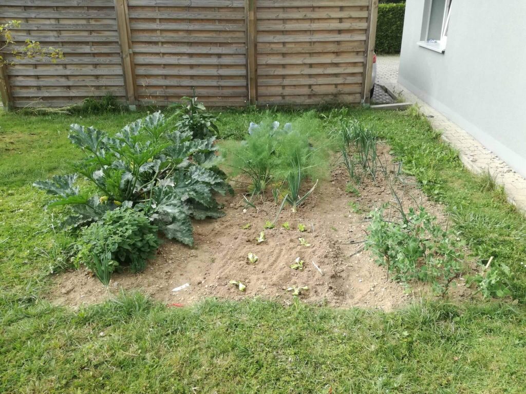 Notre jardin commence à avoir de l'allure