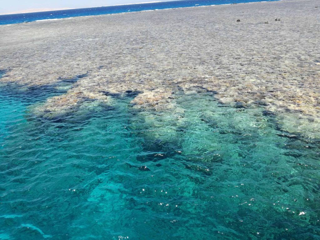 Coral reef we went snorkeling