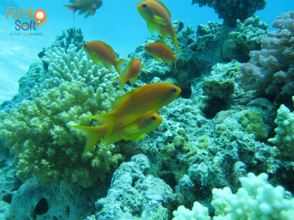 Fish seen from snorkeling