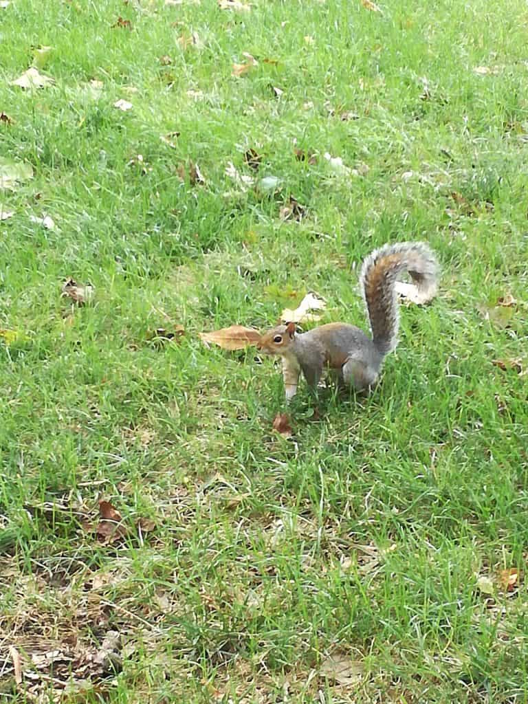 A squirrel at the Capitol
