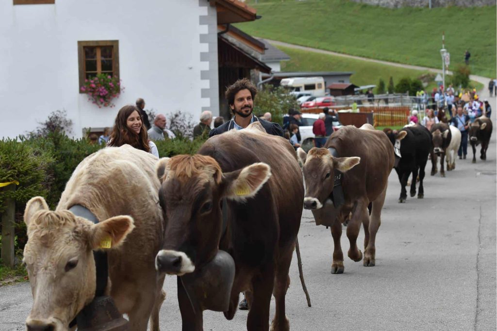 Cows going down the mountain