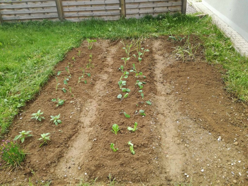 Our freshly planted vegetable garden