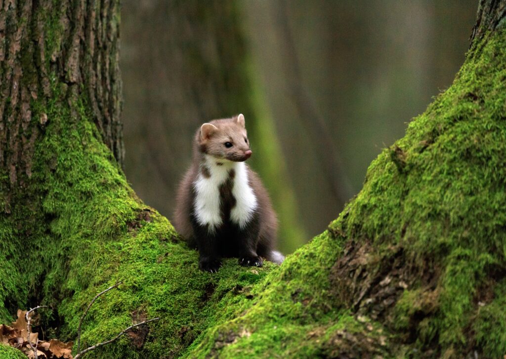A marten can make more damage to your car than you think!