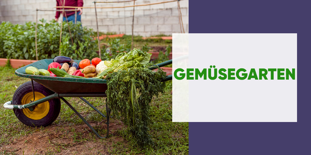 Vegetable Garden