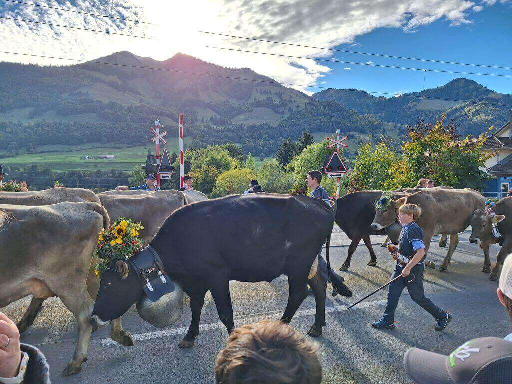 Désalpe des vaches à Albeuve
